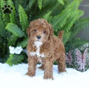 Dallas, Mini Goldendoodle Puppy